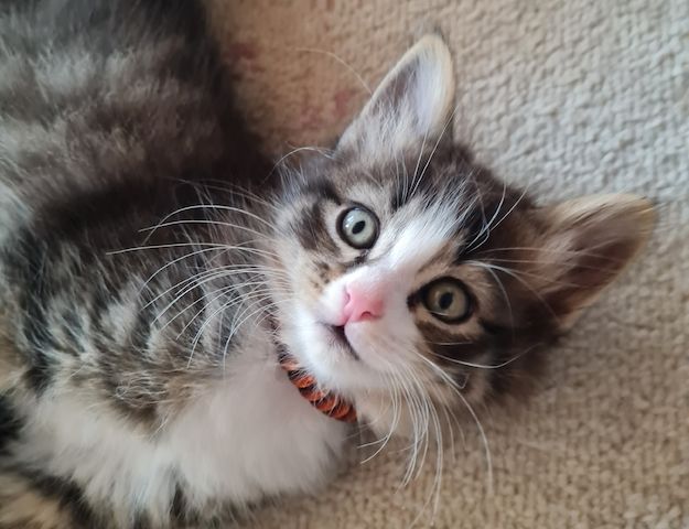 Süße Maine Coon Kitten