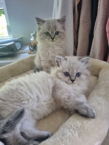 BLH/Ragdoll Kitten suchen ein liebevolles Zuhause