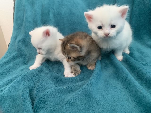 BKH/Main coon kitten