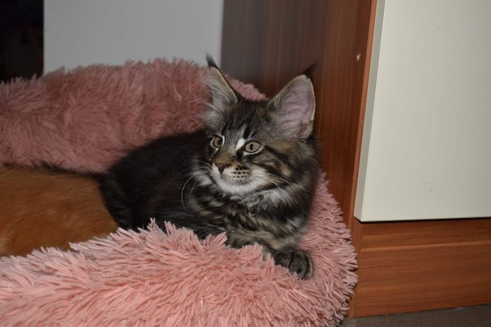 4 reinrassige Maine Coon Kitten suchen ein neues Heim