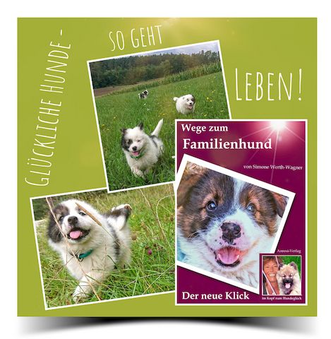 Buch Welpe, Hund, Mischling, Rasse