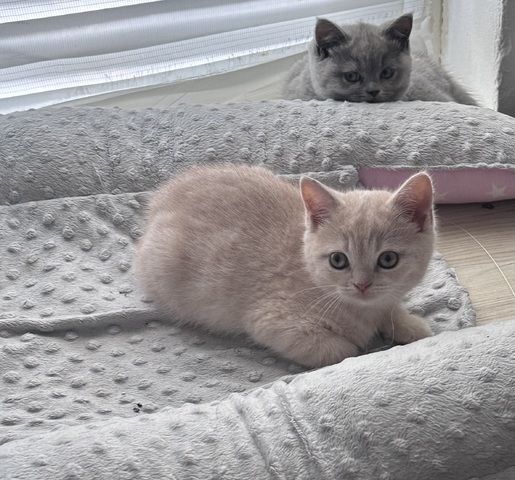 BKH Kitten Britisch Kurzhaar Katze Kater Kätzchen Blau Grau Beige Creme