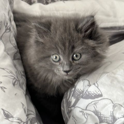 Reinrassige Maine Coon Kitten