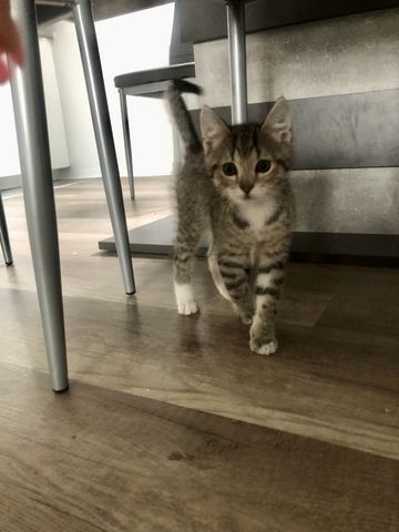 Baby Katzen / Maine-Coon / Kitten