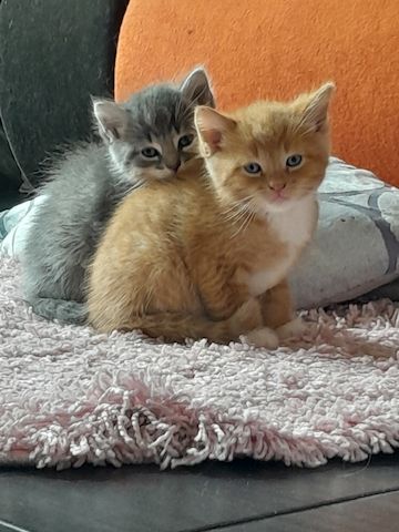 Katzenbabys / Kitten suchen ein Zuhause