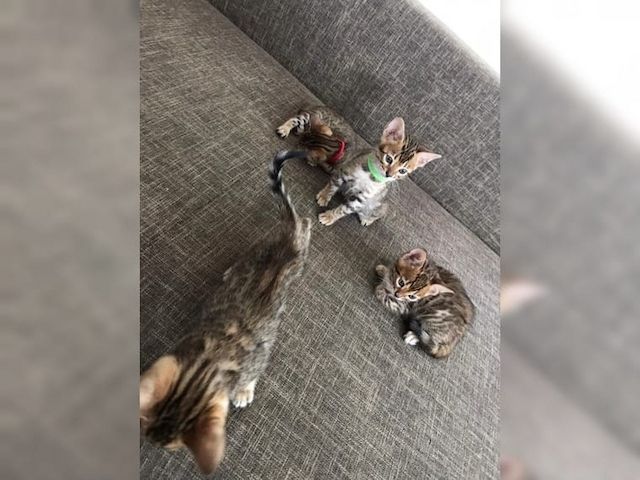 Bengal Kitten sucht neues zu Hause