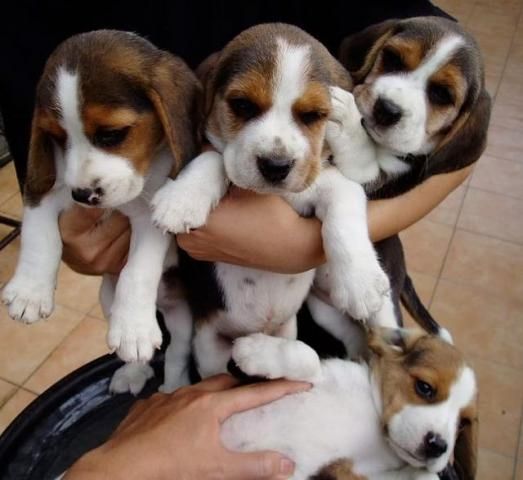 Wunderschöne Beagle-Welpen zu verkaufen