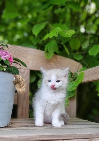 Bezaubernde Ragdoll Kitten vom Schwalbenhof