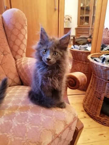 Süße Maine Coon Kitten suchen ab Ende Juli ein neues zu Hause