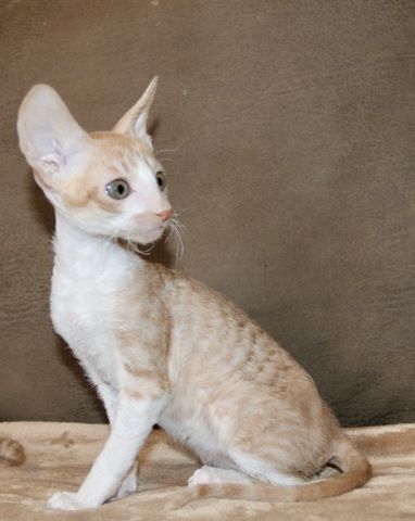 Cornish Rex vom hohen Fläming