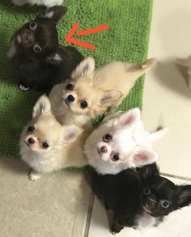 Welpe Chihuahua Hündin 10 Wochen sucht neues Heim