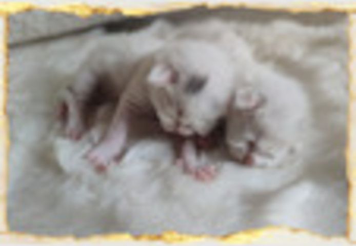 Mit Liebe gezüchtet und bereit für ein neues Zuhause: Reinrassige Main Coon Kitten!