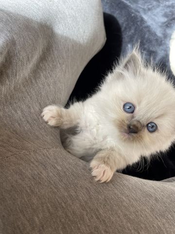 Ragdoll Kitten verschmauster Kater sucht ein Zuhause