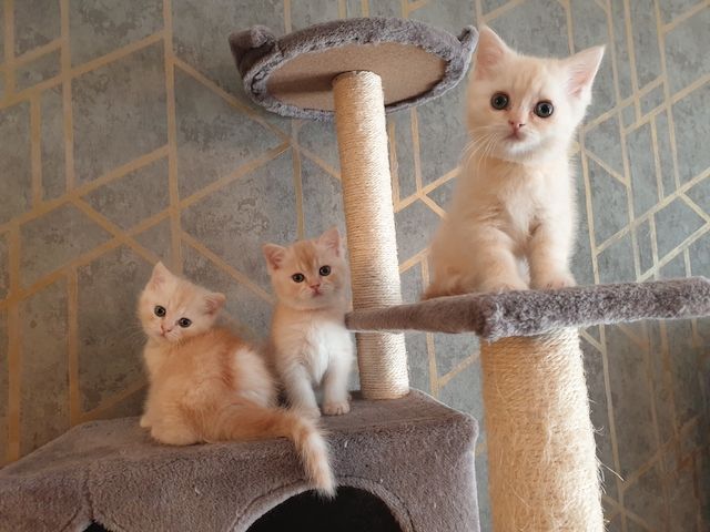 BKH Kitten noch 2 Mädchen verfügbar