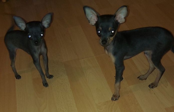 Chihuahua-Welpen. Miniatur