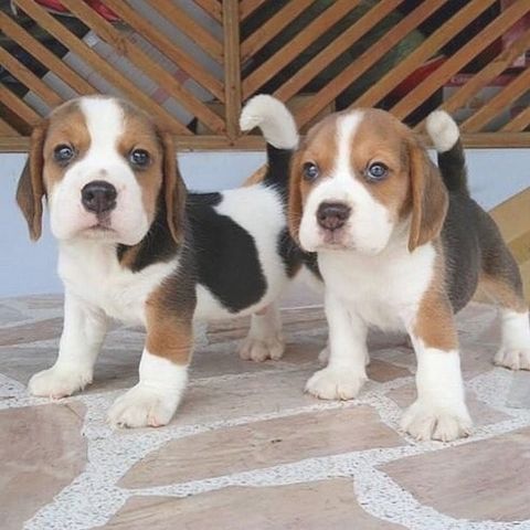 Wunderschöne Beagle-Welpen zur Adoption frei