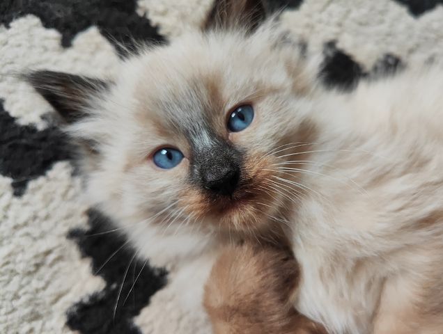 Nur noch eine kleine sibirische Kätzchen zu verkaufen - ein Mädchen