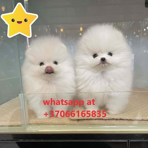 Pure White Tea Cup Pomeranian zu verkaufen