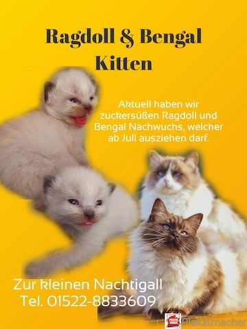 Ragdoll Kitten mit Kinder-TüV