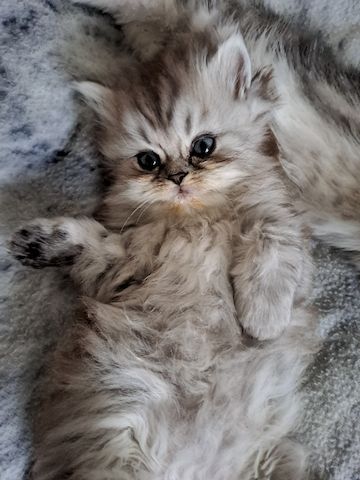 Perser Kitten