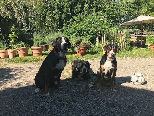 Swissydog Welpen vom Ammersee