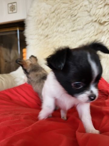 Chihuahua welpen