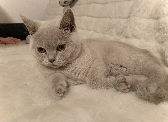 BKH Kitten Britisch Kurzhaar Katze Kater Kätzchen Blau Grau Beige Creme