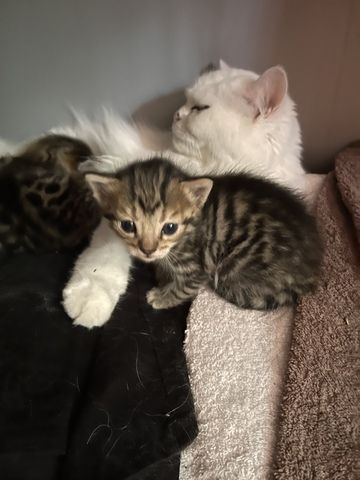 Bengal Katzen Babys