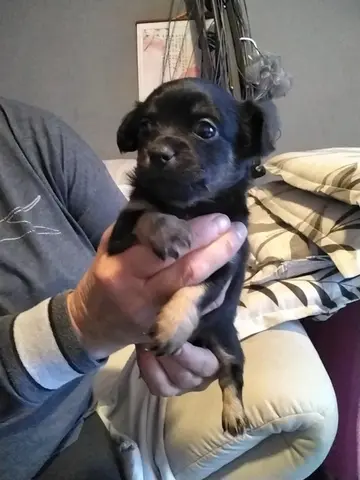 Chihuahua  welpe
