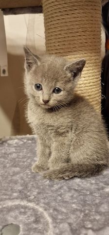1 reinrassige russisch blau Kitten