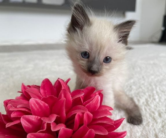 Siam kitten