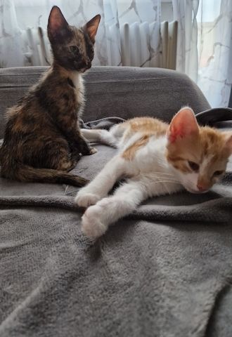 Zwei süße kitten suchen neues liebevolles zuhause