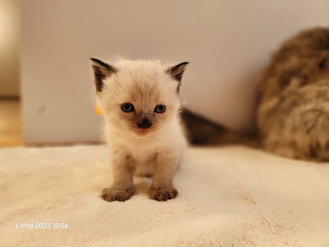 Wunderschöne Perserbabys suchen dich! --> Mama "D".