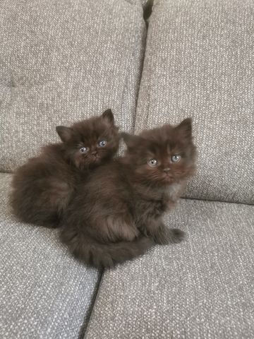Perser katzen kitten babys