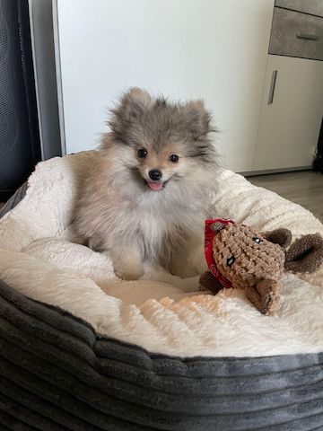 Pomeranian Welpe 16 Wochen