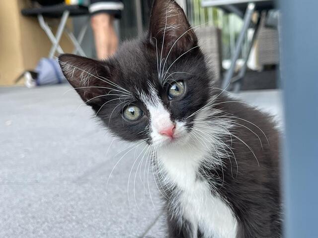 BKH Katzenbabys zu verkaufen/ BKH Mix/ 12 Wochen