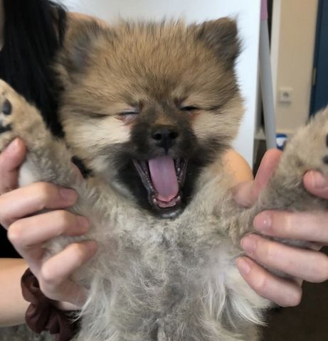 Pomeranian Zwergspitz(Boo Teddy)