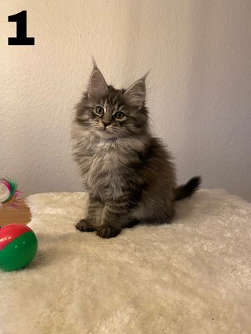 Maine Coon Kitten