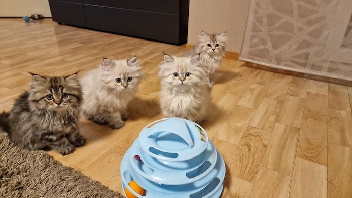 5 Reinrassige BLH Kitten / BKH Katzen blue