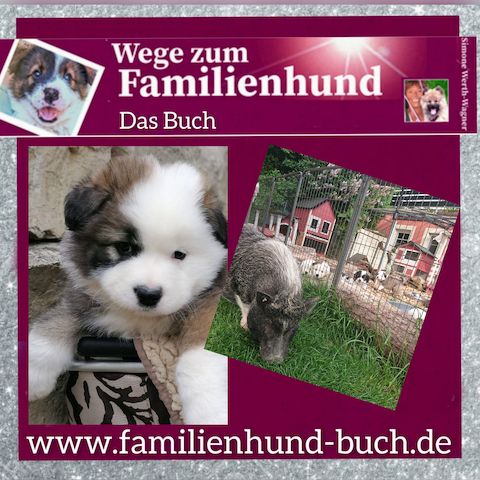 Buch Welpe, Hund, Mischling, Rasse