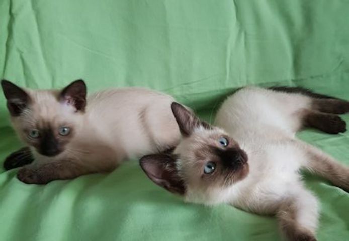 Reinrassige Siam Katzen, alter Typ Thai Siam Kitten