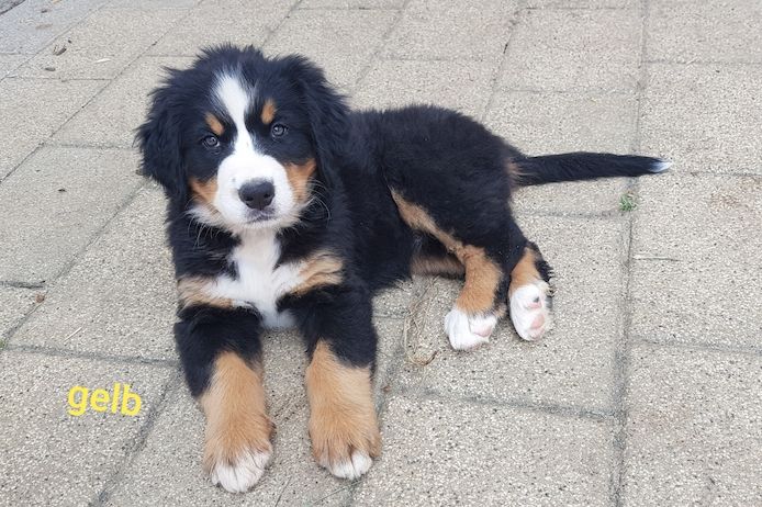 Schöne Berner Sennenhund Welpen