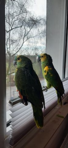 Blaustirnamazonen Papageien Pärchen mit Voliere