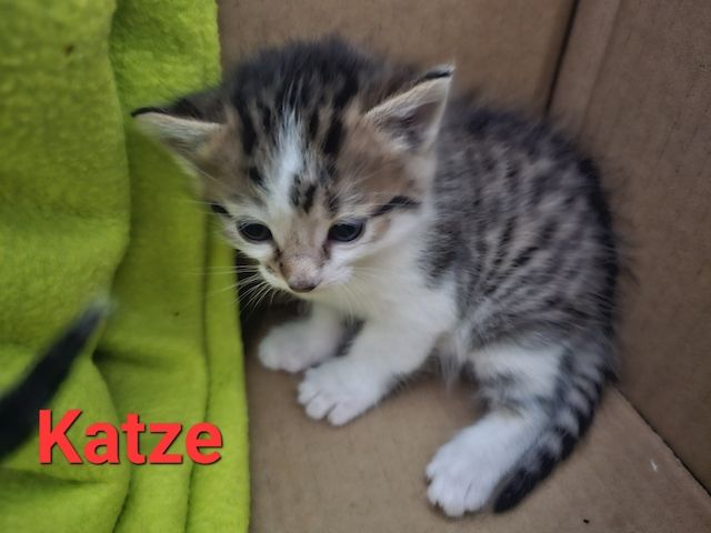 Katzenbaby /Kitten