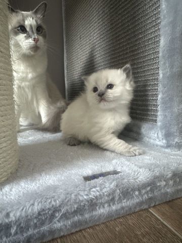 Ragdoll Kater 4 Jungs blaue Augen