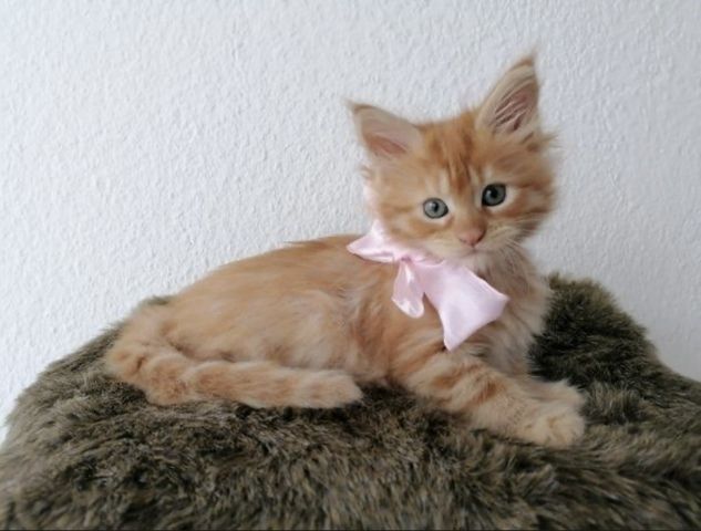 Wunderschöne Maine Coon Kitten
