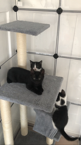 Baby Hauskatzen suchen ein neues Zuhause