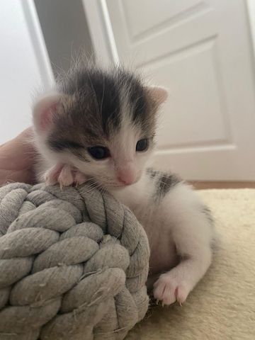 Kitten/Babykatzen/Katzenbabys Türkisch Van/ Heilige Birma Mix♡