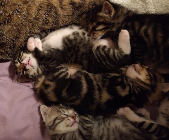 Kitten Katzenkinder Mix