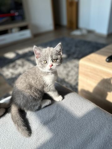 Reinrassige Britisch Kurzhaar Kitten